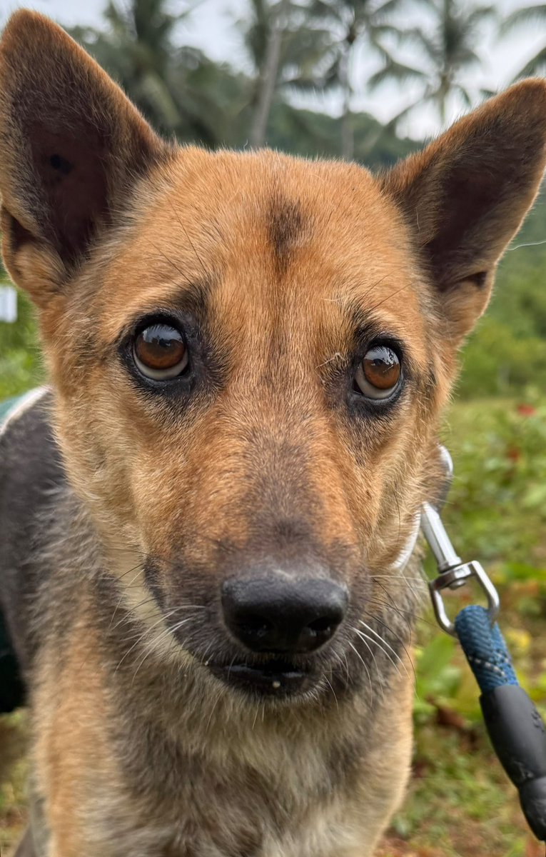 Chance is staring to show interest in the world again. 

After her physical wounds healed the road to a better life has started… (1/6) 🧵