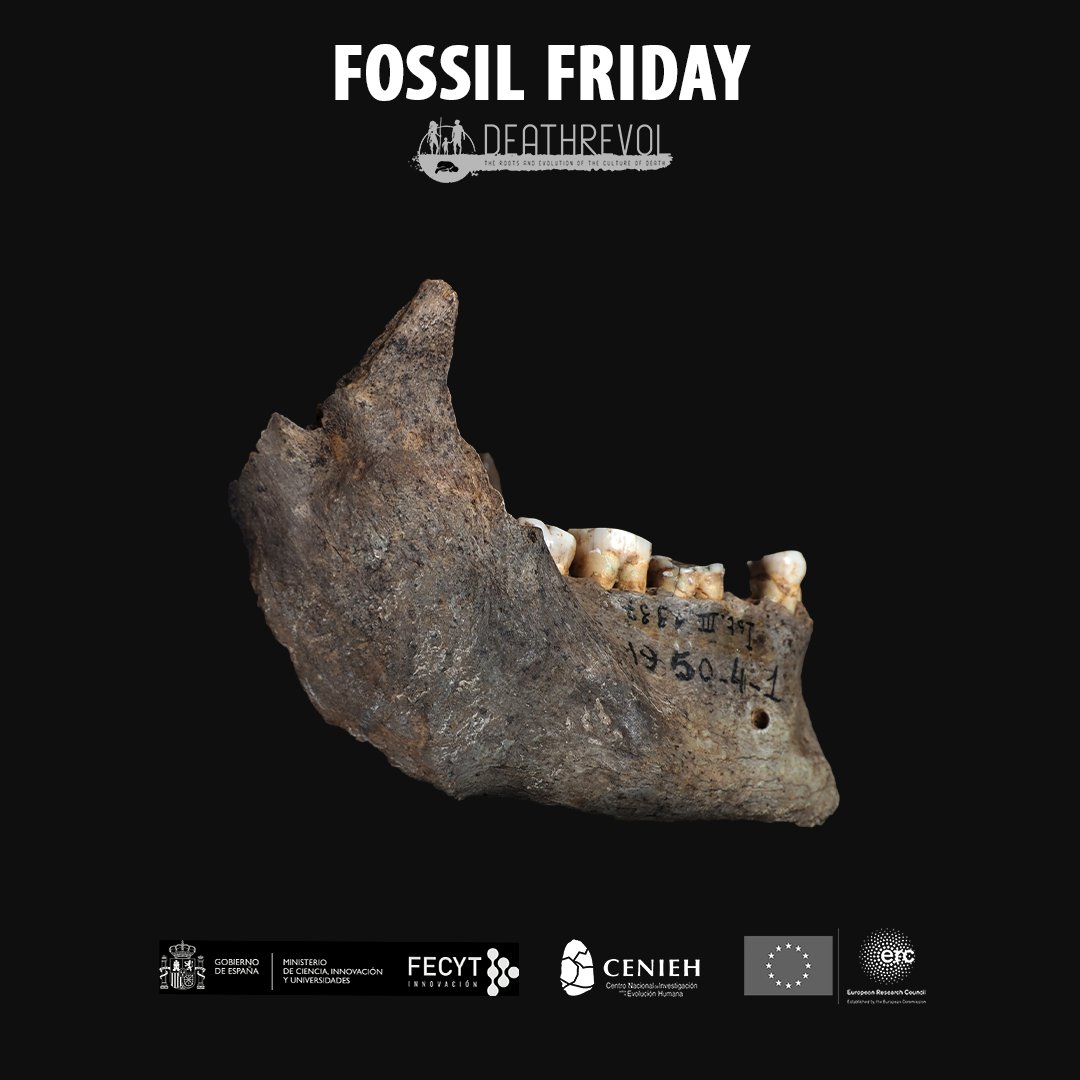 Isturitz - mandible. 𝘏𝘰𝘮𝘰 𝘴𝘢𝘱𝘪𝘦𝘯𝘴. Upper Palaeolithic. Magdalenian. France #FossilFriday

Courtesy of Institut de Paléontologie Humaine (IPH), Paris.

<a href="/ERC_Research/">European Research Council (ERC)</a> <a href="/FECYT_Ciencia/">FECYT</a> <a href="/CENIEH/">CENIEH</a>