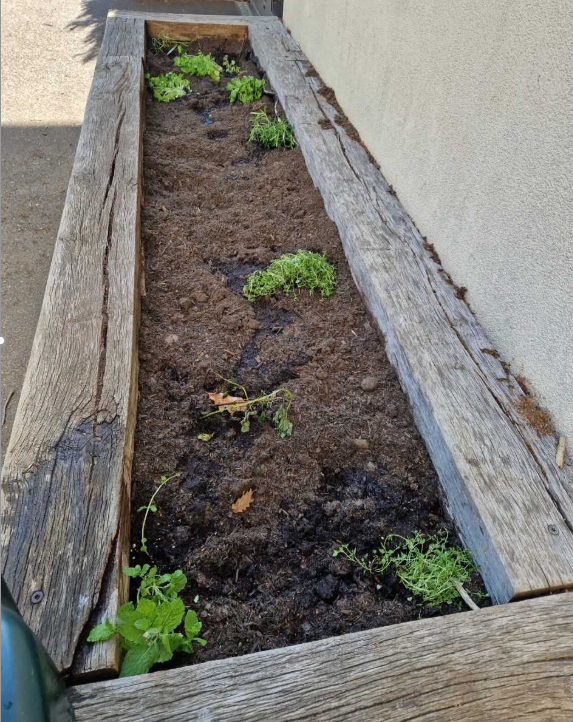 CCESchool's tweet image. Gardening Club have started to plant the herb garden with thyme, rosemary, mint and other herbs with a view to the School being able to use them in Design and Technology lessons. 🫒