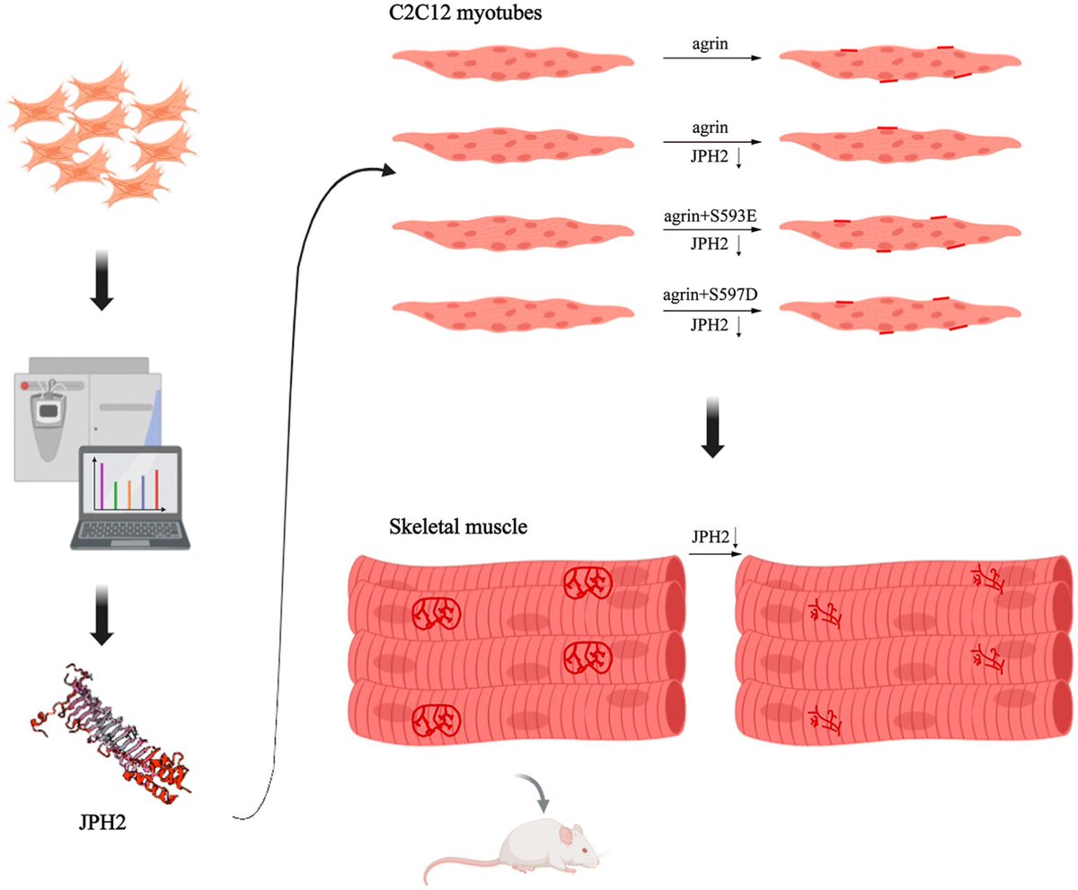 FEBS_Letters's tweet image. A phospho-#proteomics analysis by Liu, Zhang, and colleagues sheds light on an underappreciated #CellSignalling network in neuromuscular junction formation, providing new clues for treating #Neuromuscular disease:

➡️ doi.org/10.1002/1873-3…