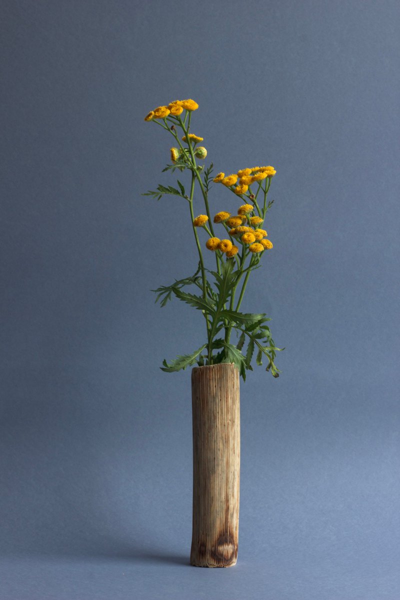 JHG Summer Programme: New World Order
31 May–6 Sept '25 
In Wild Plants of Palestine (2018), #AlaaAbuAsad follows research documenting flora in the West Bank, interrogating what constitutes ‘Palestinian’ in a postcolonial landscape >>> jhg.art/events/alaa-ab… #JHGNWO #Southampton