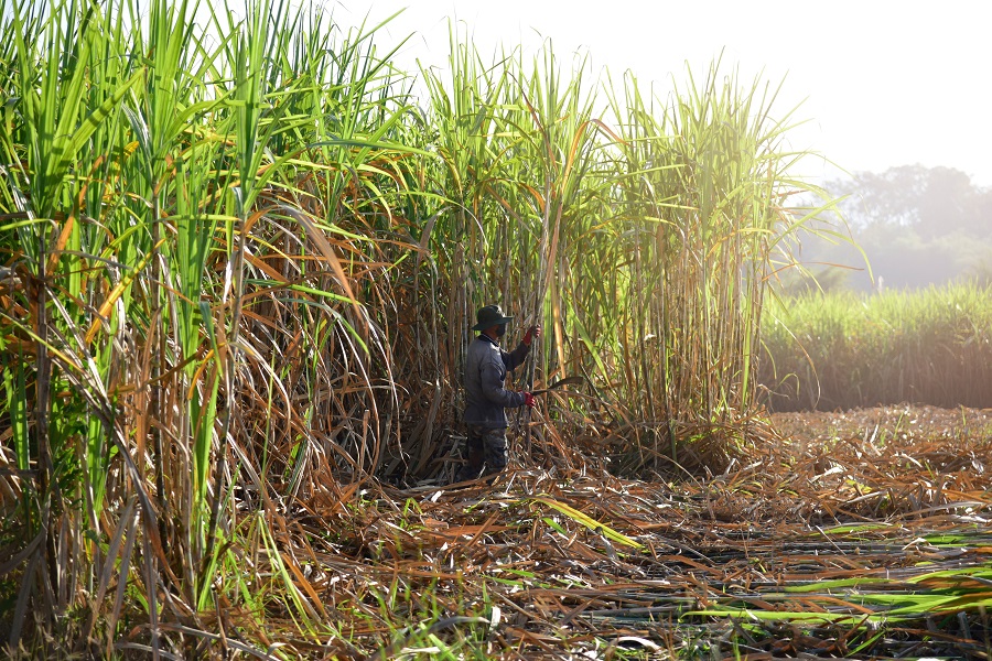 Securing #sugarcane: Bonsucro on tackling water, #labor and certification gaps in a shifting market

#foodnews #agriculture

Read the full article here👉foodingredientsfirst.com/news/sugarcane…