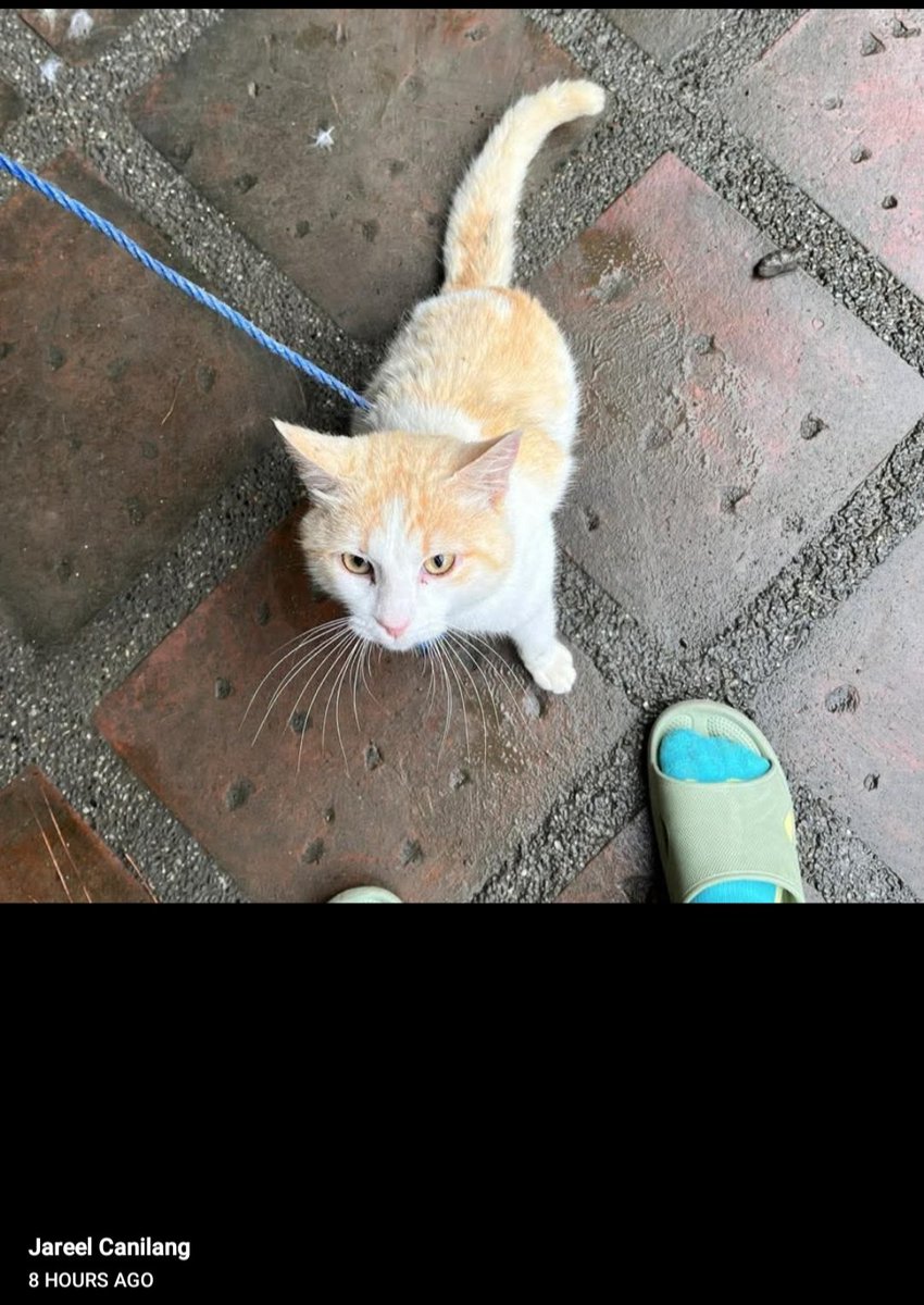 jksjpmeow's tweet photo. Pugal while waiting outside DENR for adoption (ctto) https://t.co/8eIKmXzHJl