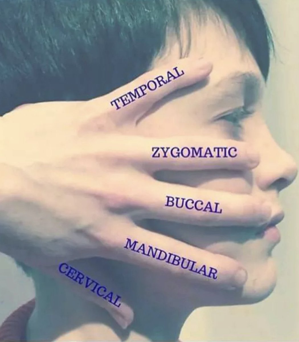 OGdukeneurosurg's tweet photo. Facial nerve branches https://t.co/auUE2lC0GG