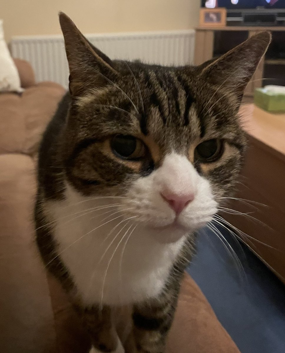 Most mornings i wake up to this face staring at me 😹 #cats #CatsOfTwitter