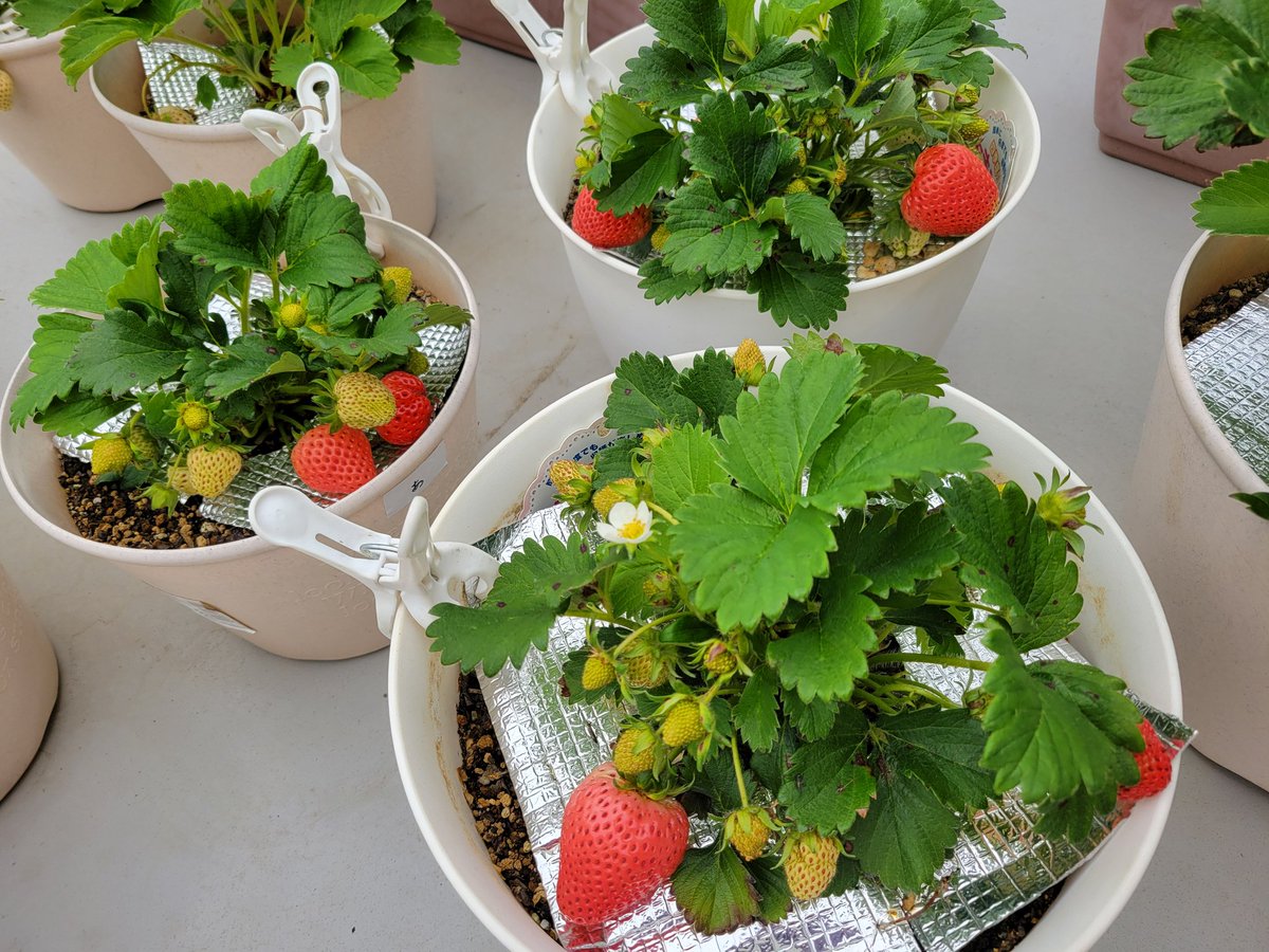あまごこちがいい感じに色付いてきました✨🍓✨️

大粒の実が育ってはいるけれど、実付きも良くてどこまで摘果するべきなのかよくわからず…😅

とりあえず収穫までもうちょっとなんだけど、今夜から雨だから裂果しちゃうかな…☔💧

#家庭菜園
#プランター菜園
#イチゴ