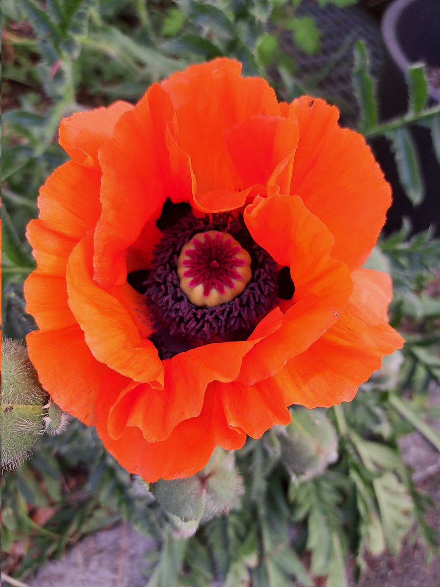 Laktosh's tweet image. So schaut's aus #StateOfMind