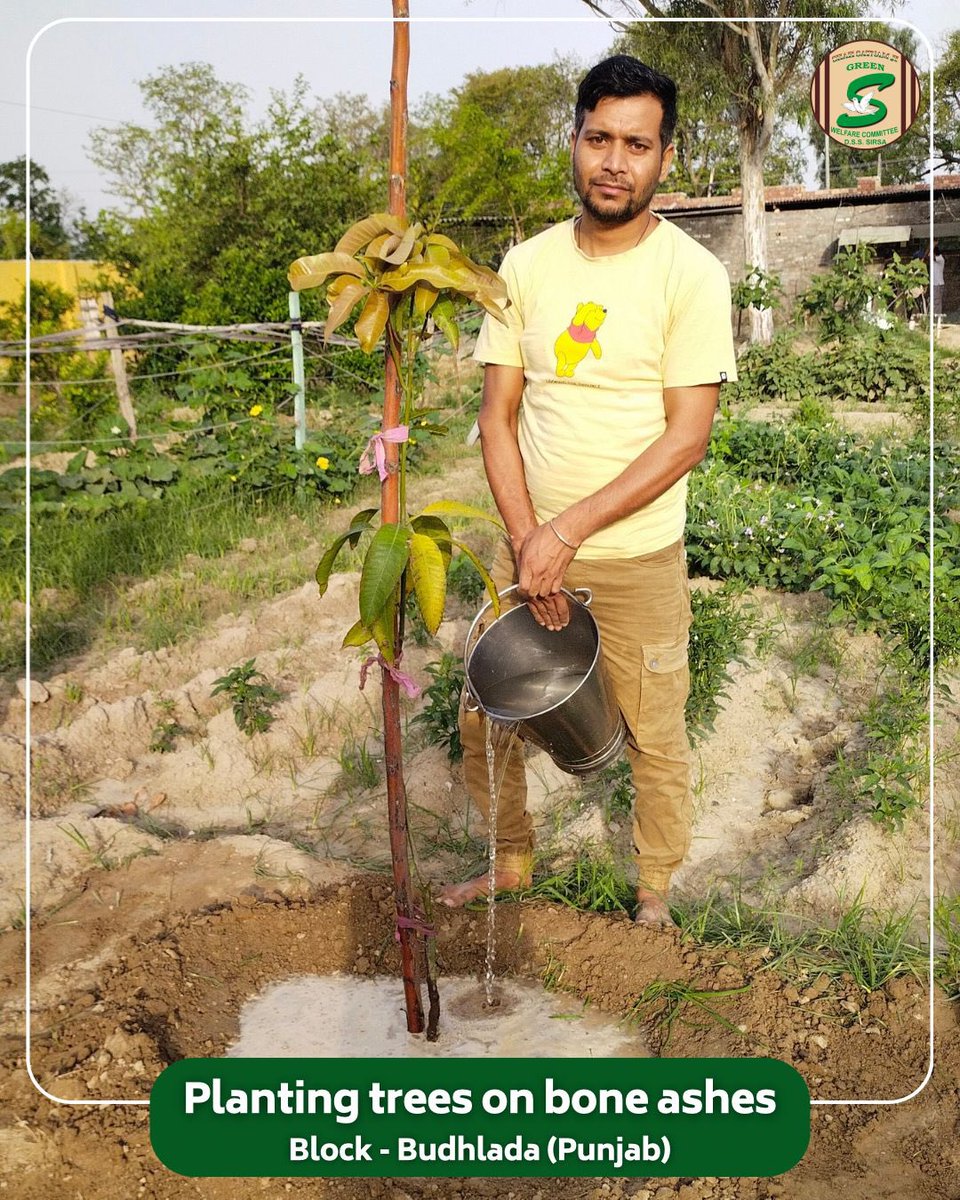 GreenSwelfares's tweet photo. A farewell rooted in love: from loss to legacy.

In Budhlada, Punjab, a devoted volunteer honored a departed loved one by planting a tree on their bone ashes — a living legacy.
Guided by the teachings of Saint Dr. MSG Insan, this act of devotion turns grief into green, and loss into lifelong service.

#MemorialTree #InLovingMemory #TreePlantation
