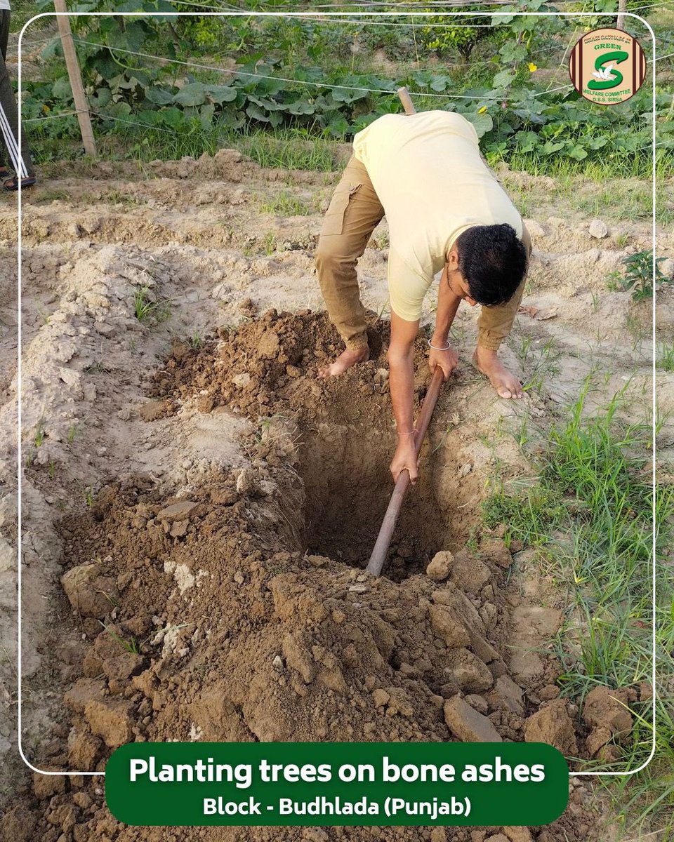GreenSwelfares's tweet photo. A farewell rooted in love: from loss to legacy.

In Budhlada, Punjab, a devoted volunteer honored a departed loved one by planting a tree on their bone ashes — a living legacy.
Guided by the teachings of Saint Dr. MSG Insan, this act of devotion turns grief into green, and loss into lifelong service.

#MemorialTree #InLovingMemory #TreePlantation