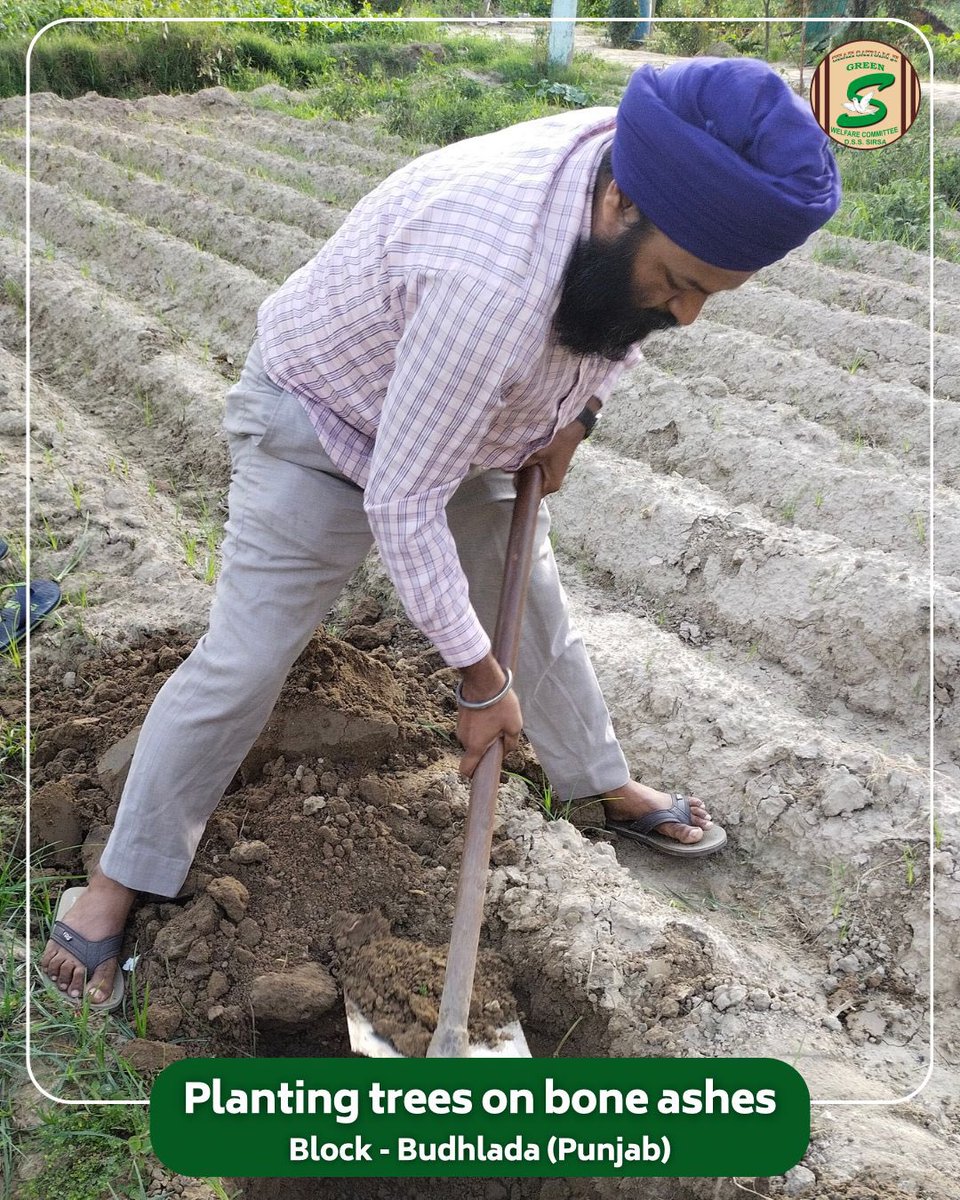GreenSwelfares's tweet photo. A farewell rooted in love: from loss to legacy.

In Budhlada, Punjab, a devoted volunteer honored a departed loved one by planting a tree on their bone ashes — a living legacy.
Guided by the teachings of Saint Dr. MSG Insan, this act of devotion turns grief into green, and loss into lifelong service.

#MemorialTree #InLovingMemory #TreePlantation