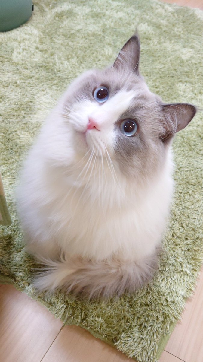 この小トトロみたいな写真好き