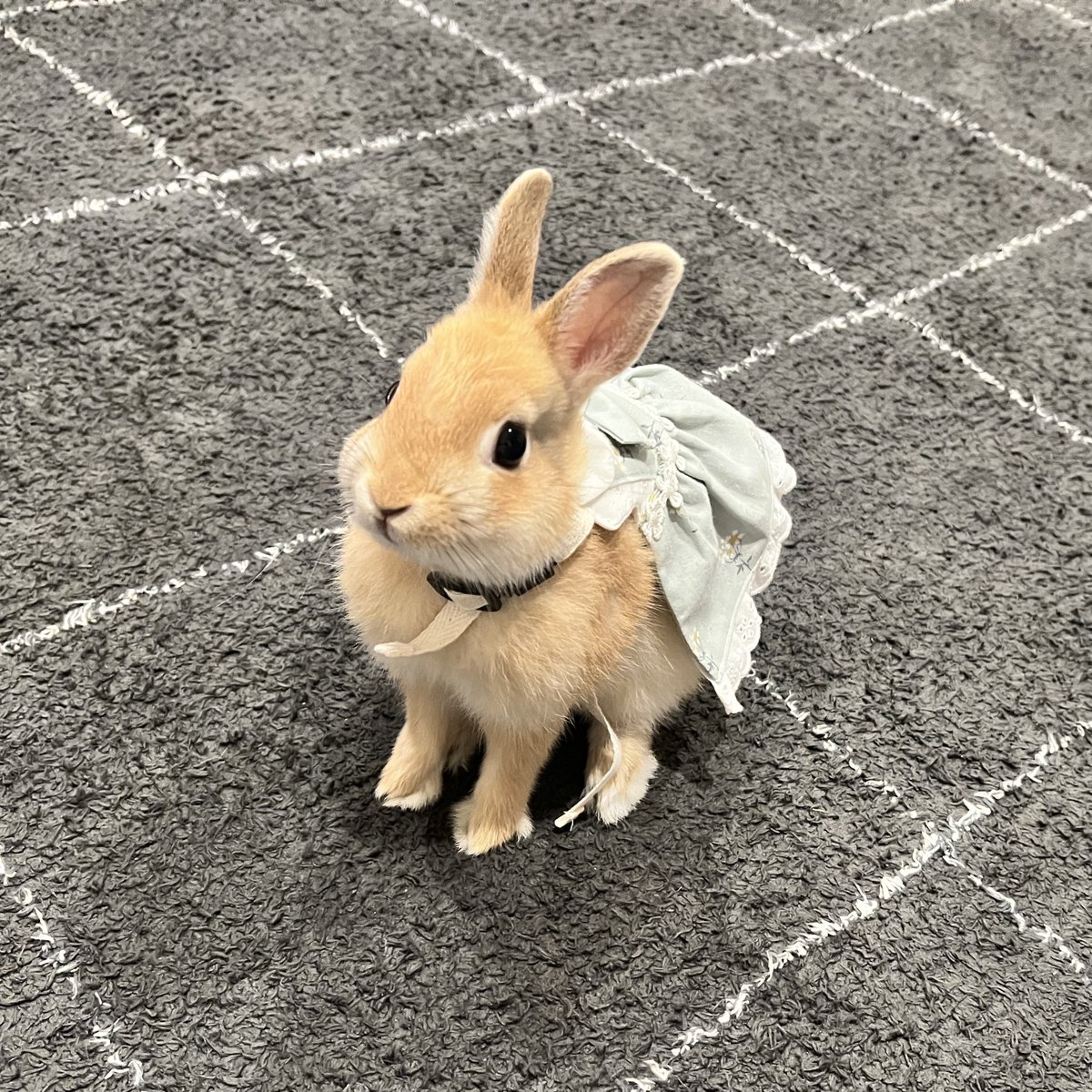 プリンセスタイム