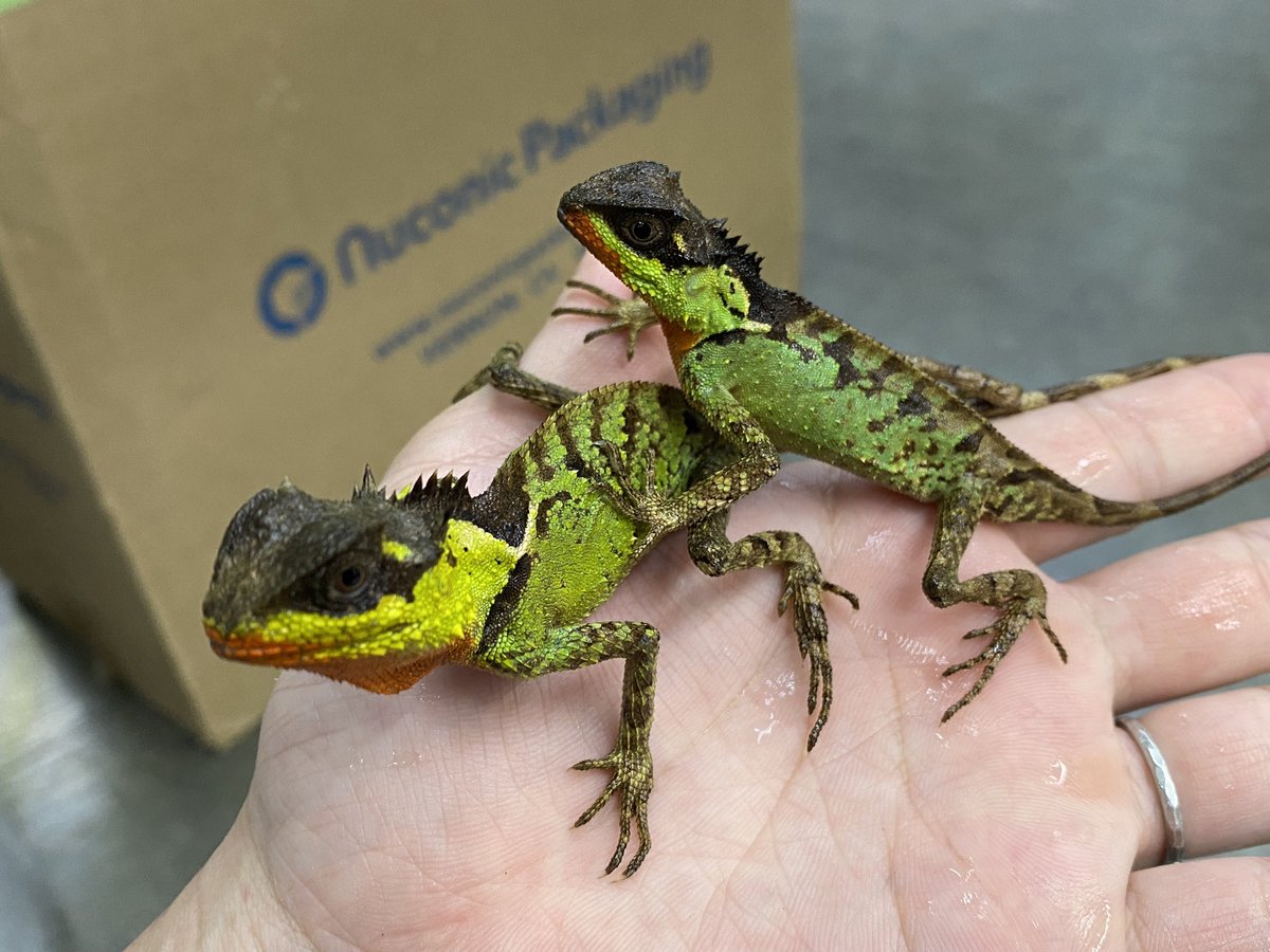 ぽぽ様ご確認用☆ トカゲ 名札 ぽぽ様ご確認用☆ トカゲ 名札 Amazon