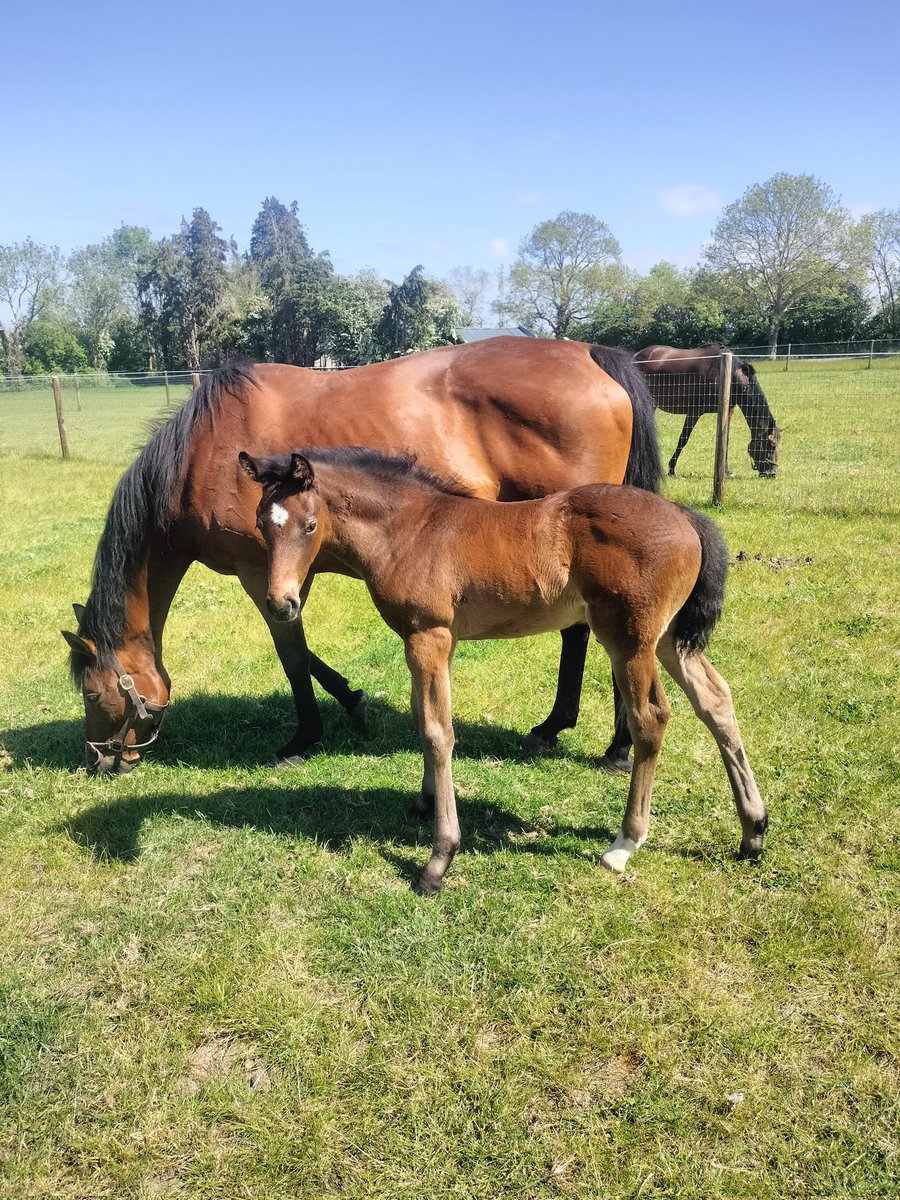 Happy #FoalFriday from this 1 month old MARIE'S DIAMOND colt out of Ilulisset #rpfoalgallery #brilliantdiamonds