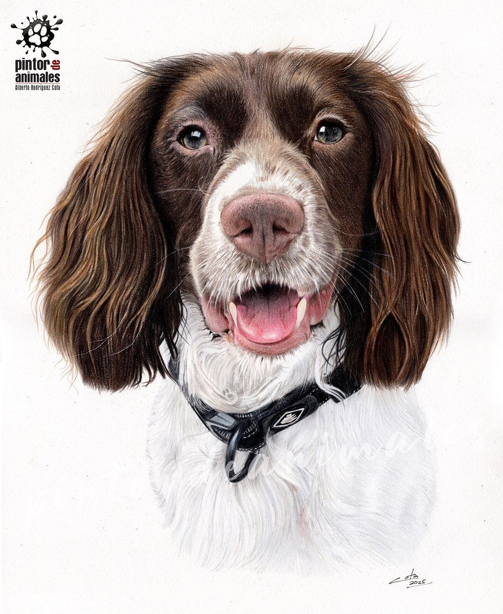 Moría de ganas de dibujar un perro de la raza English Springer Spaniel, porque me parecen absolutamente preciosos. Igual los no muy profanos en la materia perruna lo podrían pensar que es un cocker grande o un setter pequeño, o una mezcla de ambas, pero ni una cosa ni la otra!!