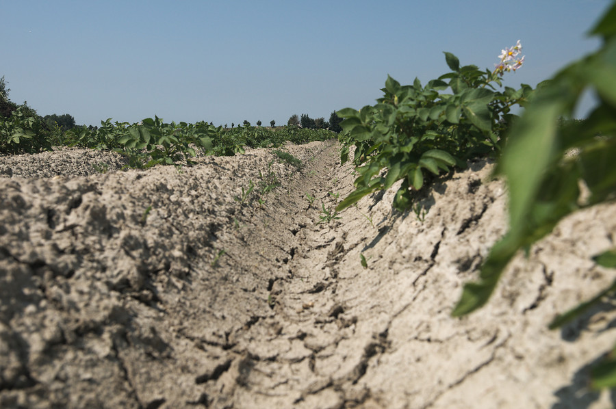 Ondanks het zo veel mogelijk vasthouden van water in het watersysteem, zakken bij deze #droogte de waterpeilen in sloten. Benieuwd naar het actuele waterpeil? Bekijk:
bit.ly/4dkSh9V
De kleuren geven aan of het waterpeil boven, op of onder het gewenste zomerpeil staat.