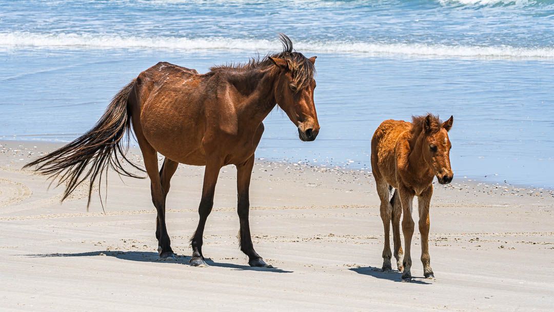 outerbanks's tweet image. Long before beach chairs and road signs, there were horses. 🐎
Still here. Still wild. Still walking the same stretch of shoreline.

Stay near the wild horses of #obx this summer 🔗 bit.ly/3DbIOEj