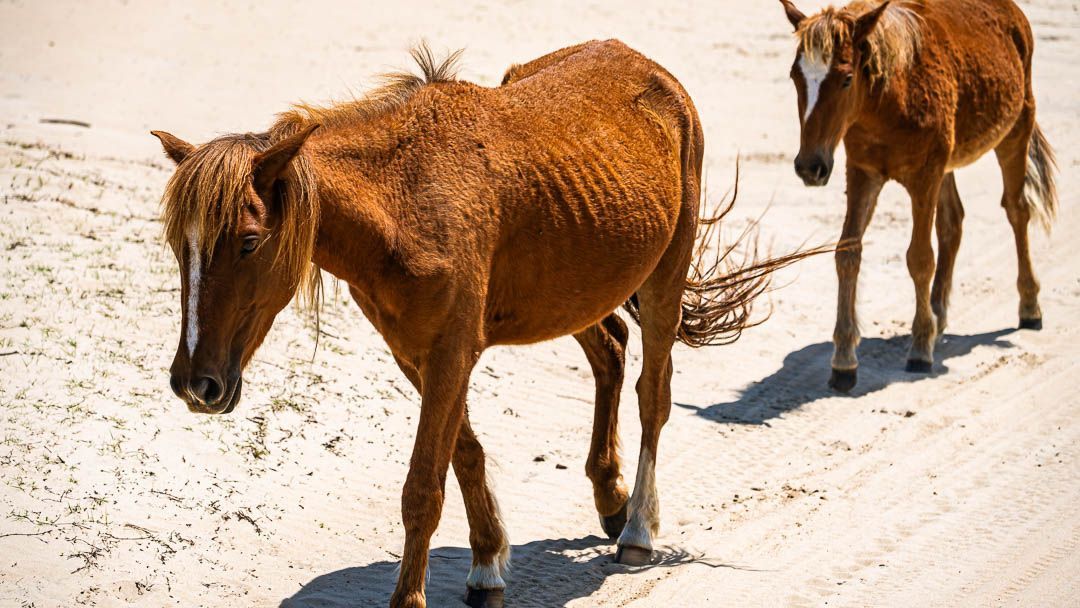 outerbanks's tweet image. Long before beach chairs and road signs, there were horses. 🐎
Still here. Still wild. Still walking the same stretch of shoreline.

Stay near the wild horses of #obx this summer 🔗 bit.ly/3DbIOEj