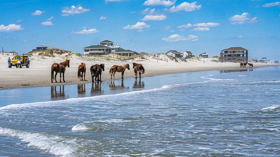 outerbanks's tweet image. Long before beach chairs and road signs, there were horses. 🐎
Still here. Still wild. Still walking the same stretch of shoreline.

Stay near the wild horses of #obx this summer 🔗 bit.ly/3DbIOEj