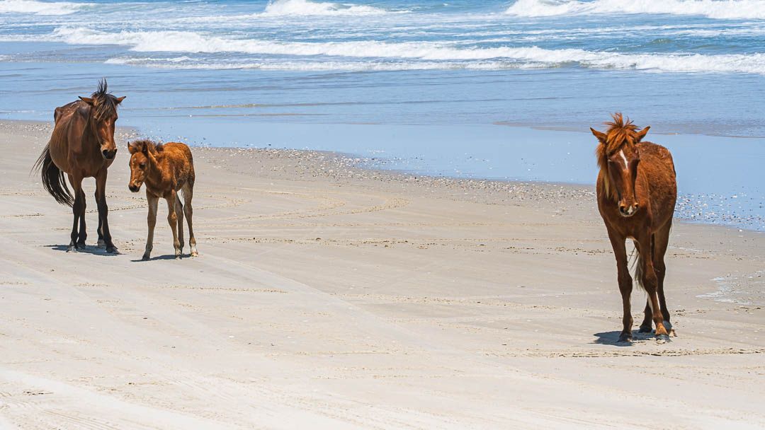 outerbanks's tweet image. Long before beach chairs and road signs, there were horses. 🐎
Still here. Still wild. Still walking the same stretch of shoreline.

Stay near the wild horses of #obx this summer 🔗 bit.ly/3DbIOEj
