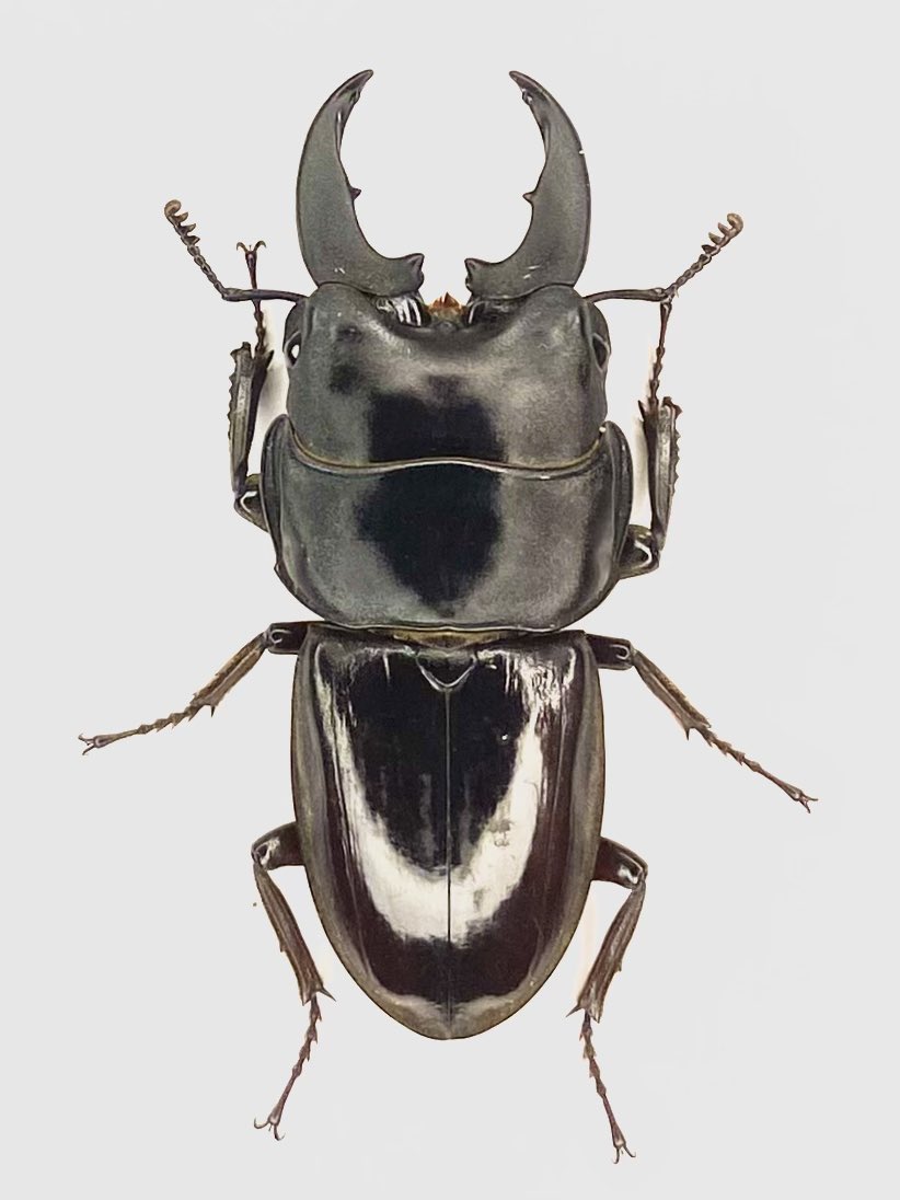 だいすけ tweet media