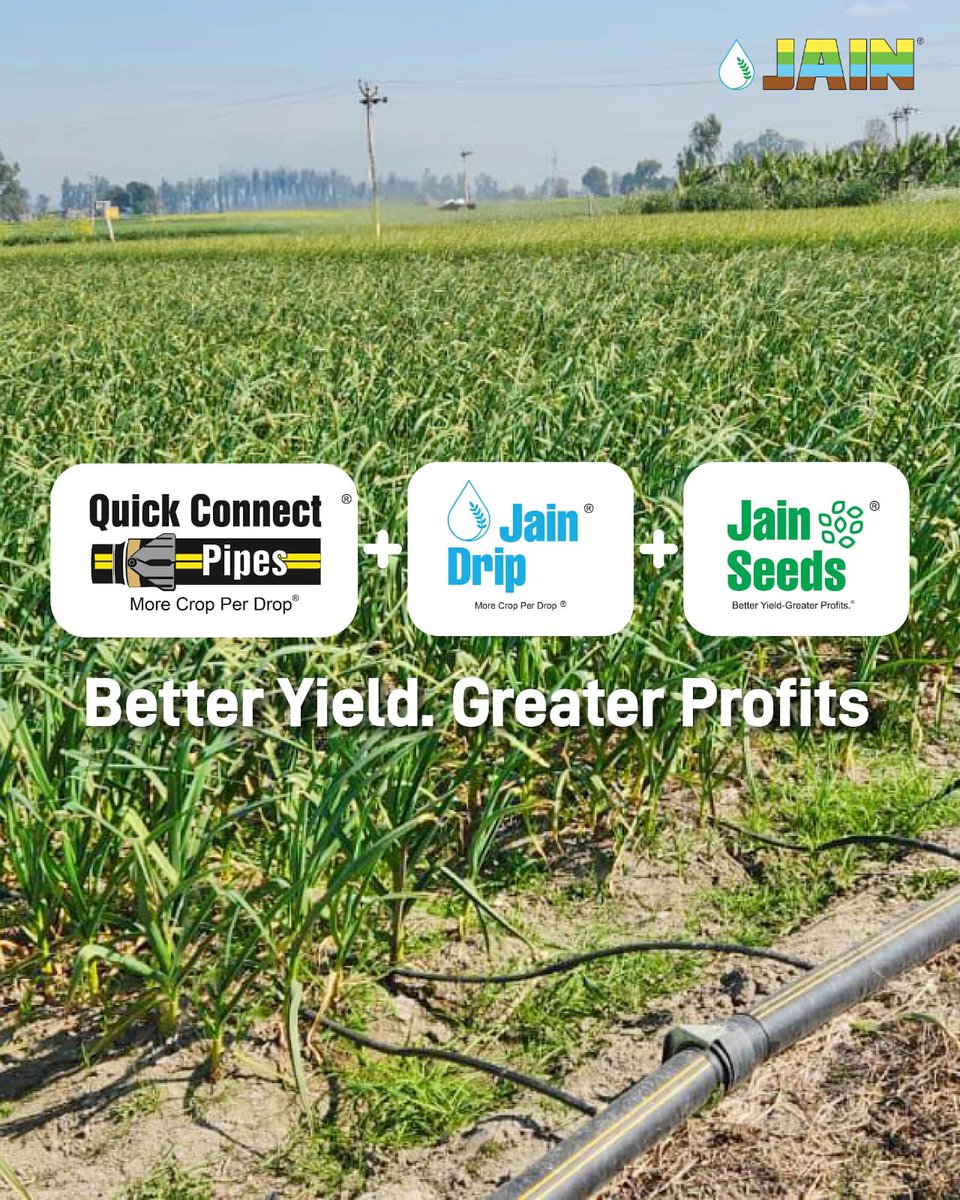 JainIrrigation's tweet photo. A fully integrated farm, powered by innovation using #JainTechnology ✅ 

From soil to harvest, Jain Drip ensures precision watering 💧 Jain Seeds promise high yields 🌱 and Quick Connect Pipes make setup effortless 🔛

Efficient. Sustainable. Scalable.

#JainIrrigation #SmartFarming #JainDrip #AgriInnovation #FutureOfFarming #JainPipe #AgTech #JISL