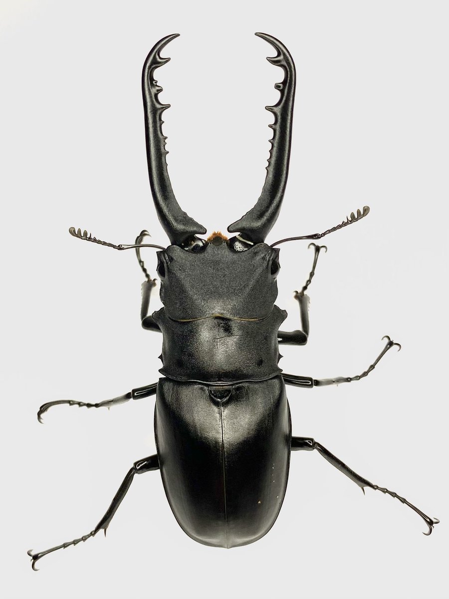 だいすけ tweet media