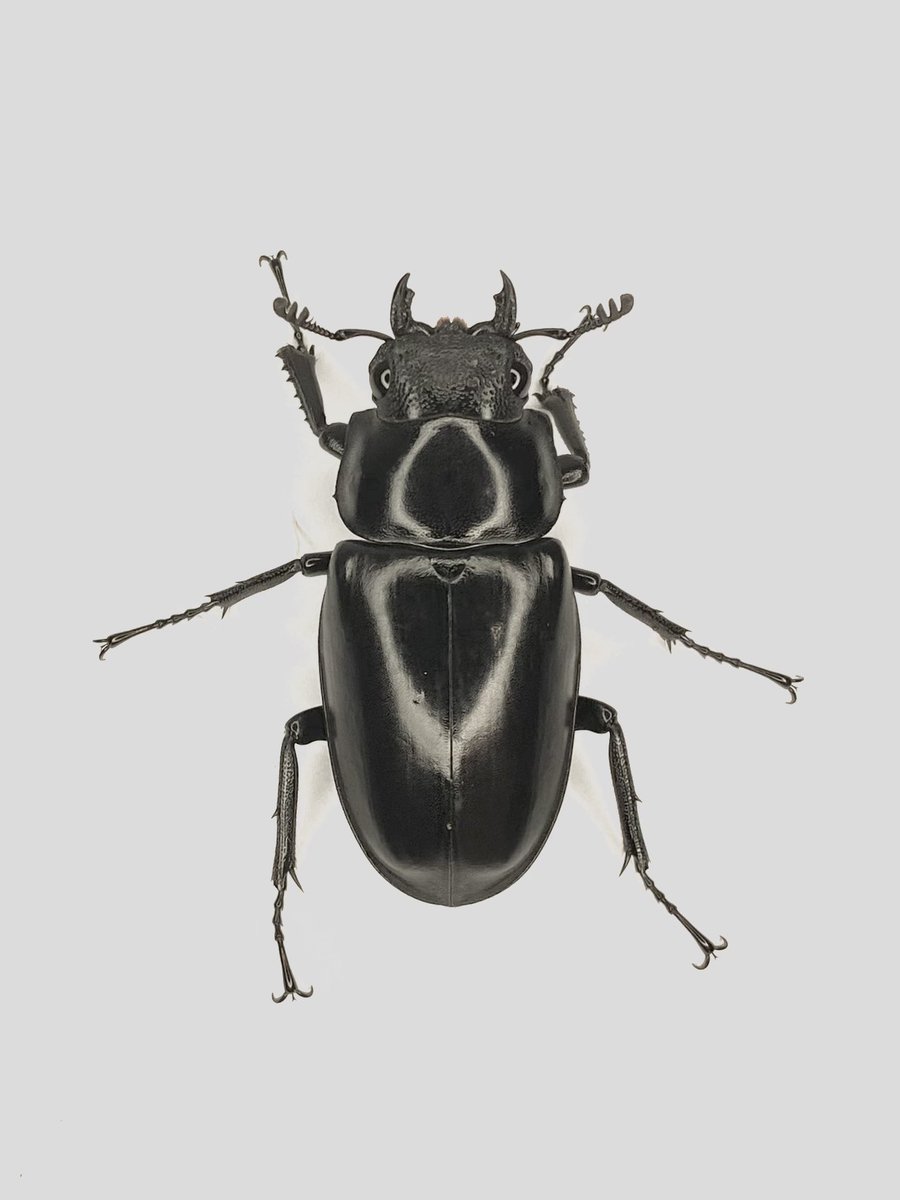 だいすけ tweet media