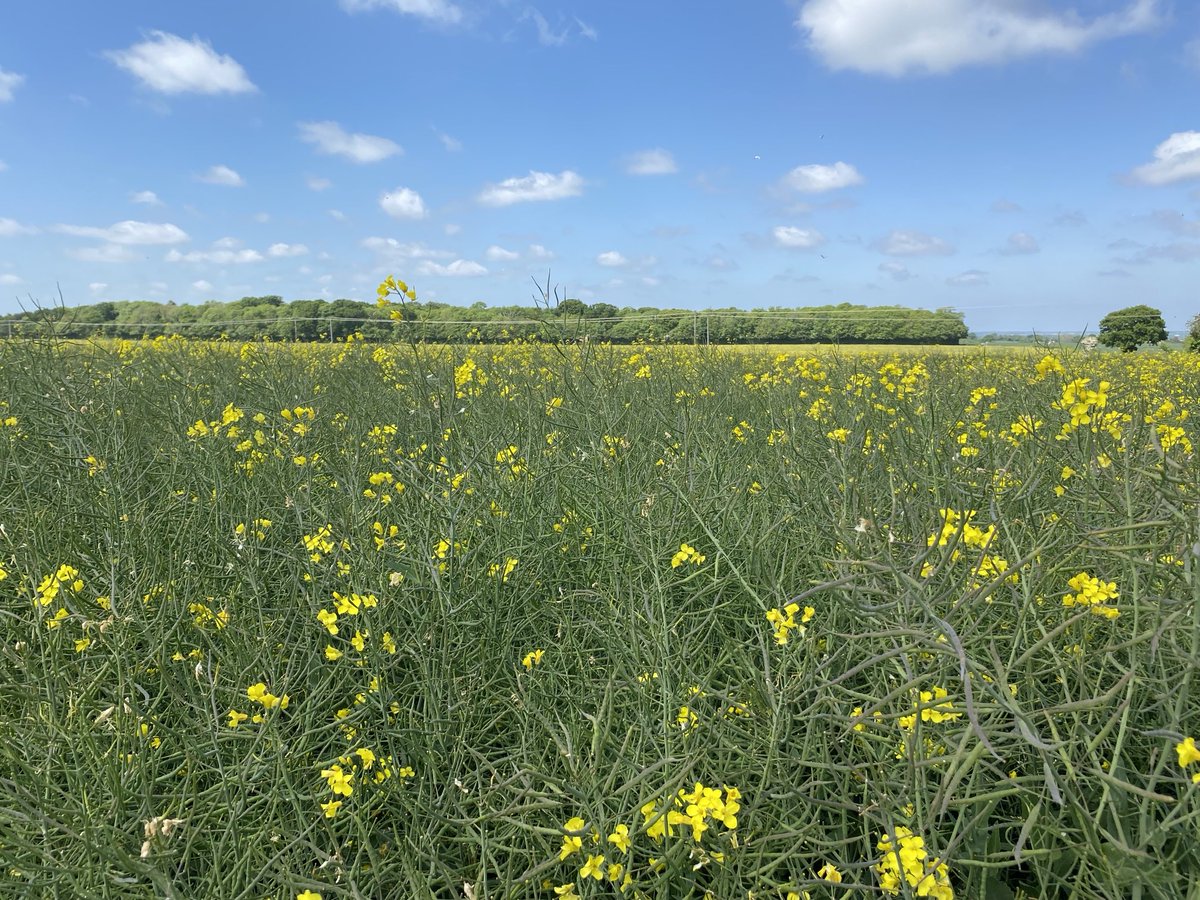 Nonington Farms (@noningtonfarms) on Twitter photo Feeling optimistic about the OSR for #Harvest25 due to the warm & dry flowering period. No disease & early applications of N had meant it is in the plant. It could do with a 🌧️ at some point but not stressed at the moment #SustainableOSR <a href="/FrontierAg/">Frontier Agriculture</a> Feeling optimistic about the OSR for #Harvest25 due to the warm & dry flowering period. No disease & early applications of N had meant it is in the plant. It could do with a 🌧️ at some point but not stressed at the moment #SustainableOSR <a href="/FrontierAg/">Frontier Agriculture</a>