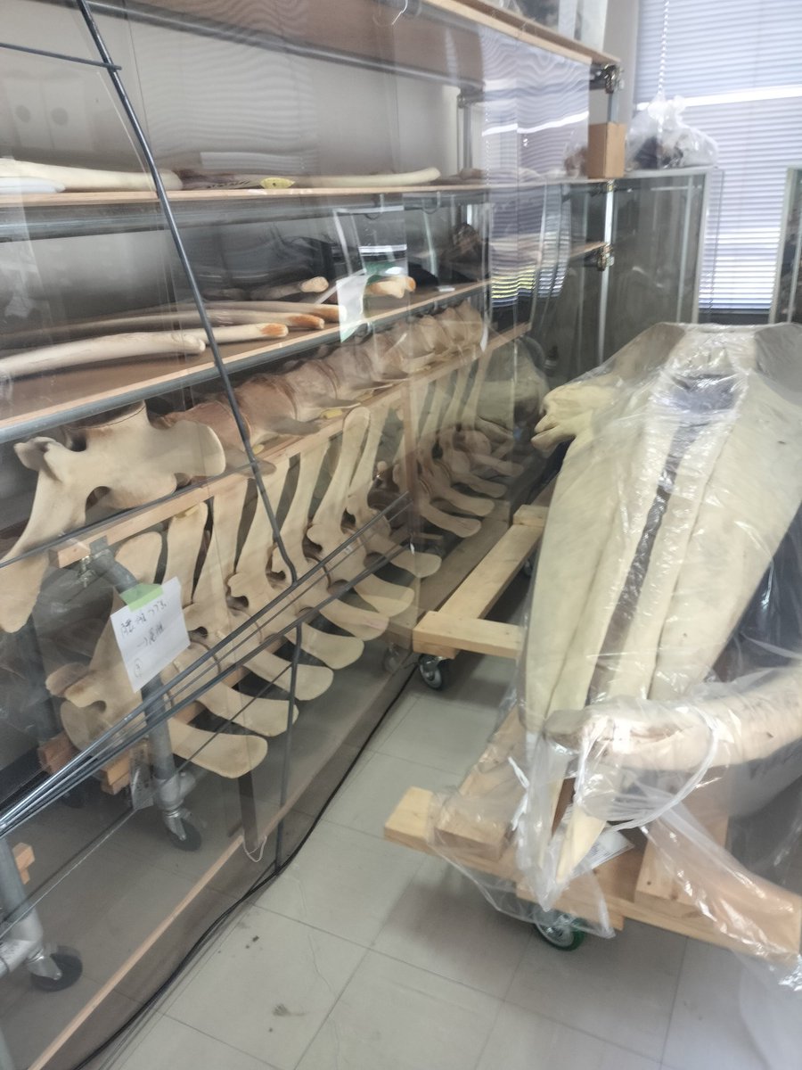 oitascience's tweet photo. 最近活動を投稿できていないので、過去訪問した科学館　博物館の記録を掲載します

倉敷自然史博物館
よくある地元密着型の中規模博物館...と思いきや最近漂着した鯨骨を惜しげもなく並べるロックさ　
標本に残る腐臭は臨場感満載
鯨の臭さをここで初めて知りました https://t.co/nlavTqvxMx