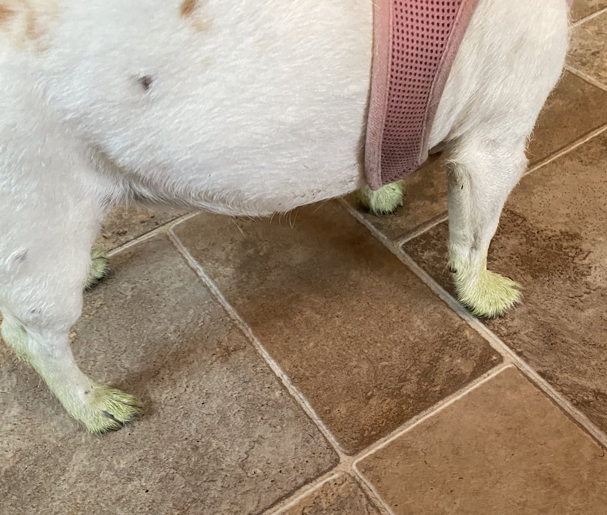 DaisyMaeJack's tweet photo. Dad may have mowed 💚Happy Friday everyone! Gonna be a hot humid day here 🥵🐾♥️ #FridayFeeling #grass #dogsofsummer #dogsofX https://t.co/7C2Y8756uZ