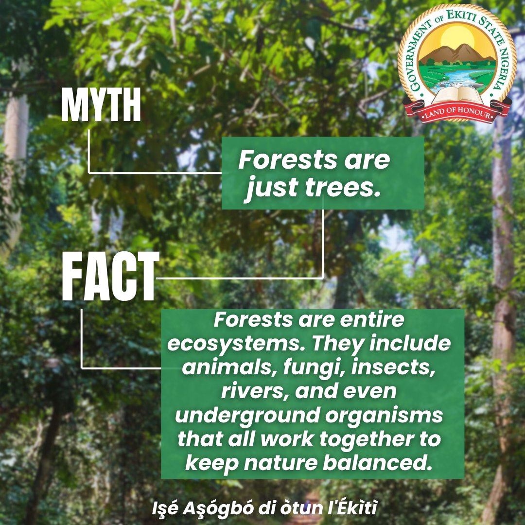 Forests are so much more than trees.
They are living, breathing ecosystems filled with animals, insects, fungi, rivers &amp; even underground organisms, all working together to support life and protect our planet.
When we protect forests, we protect an entire world.