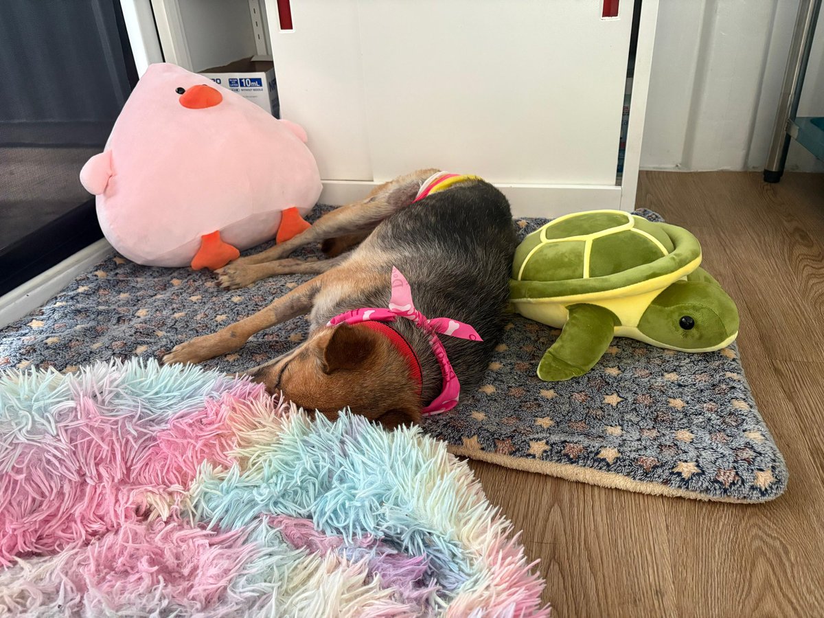 Chance even loves her bed now. You can follow her daily progress on my insta…

instagram.com/niall.harbison

A follow there helps so much 🥰🙏