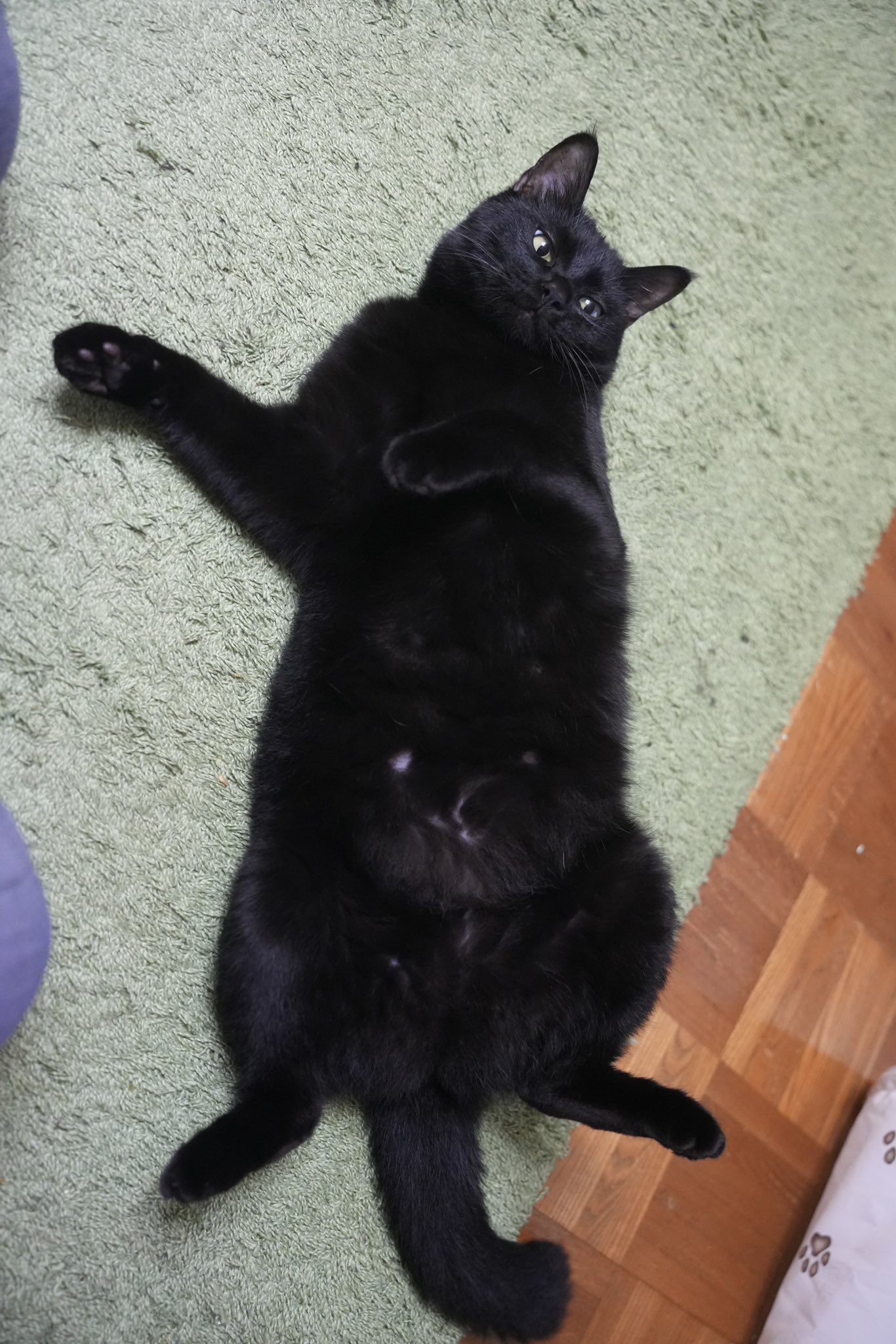 黒猫つくねちゃん太しっぽ on X: 