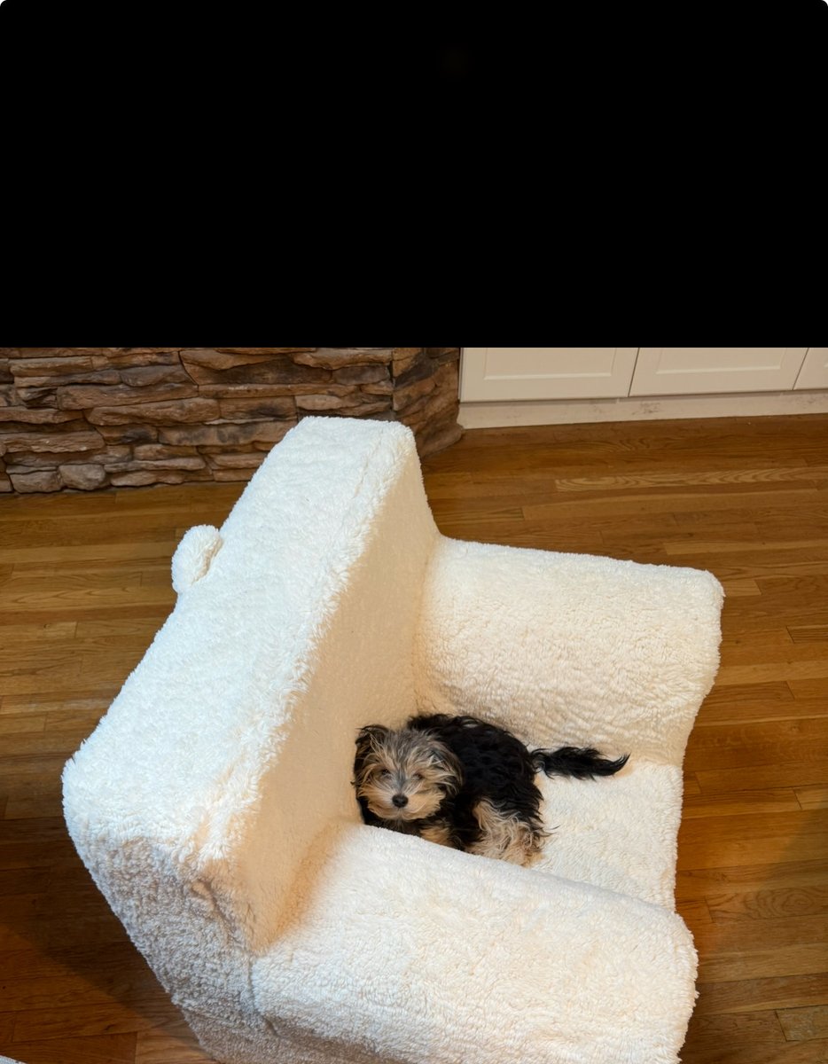 Arab_Dutchgirl's tweet photo. ~~Have you ever seen a baby as pretty as she~~ ? #Meisha #Puppies #Love #Photos #Animals #Dogs #Lovely #Baby #Photography A Love that never wavers.🤗 Happy Friday ,People! Love,Bekka 🩷🫶🏻🤗🐶🐶💕❤️🤞🙏 https://t.co/u9pAEvOyov