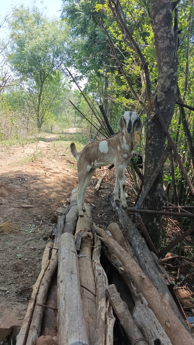 smyadav225's tweet photo. Chill at cute pic just for nature 
#smgroups #smyadav #smyadav225 #muraliyadavs #goat #NaturePhotography #NatureBeauty #NatureLovers https://t.co/zPQ0nNq9HZ