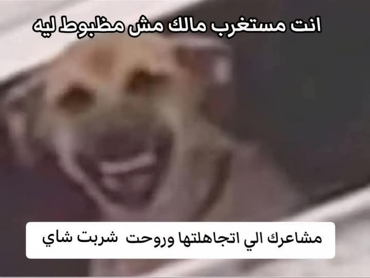 arwa99_marei's tweet photo. Repetitive sarcastic sad story 😂😂😂😂 https://t.co/OcgghQqowl
