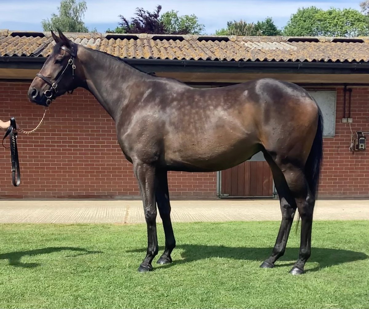 🚨𝐆𝐎𝐅𝐅𝐒 𝐒𝐏𝐑𝐈𝐍𝐆 𝐒𝐓𝐎𝐑𝐄 𝐒𝐀𝐋𝐄 𝐇𝐈𝐆𝐇𝐋𝐈𝐆𝐇𝐓 🚨
🔥 𝐋𝐎𝐓 𝟗𝟏 – 𝐽𝑎𝑐𝑘 𝐻𝑜𝑏𝑏𝑠 𝑥 𝐹𝑢𝑡𝑢𝑟𝑒 𝐿𝑎𝑛𝑑 🔥

Everyone knows that you can never go wrong with a 𝒍𝒊𝒕𝒕𝒍𝒆 𝒃𝒍𝒂𝒄𝒌 𝒅𝒓𝒆𝒔𝒔 and that's what this filly is called so what more can we say!