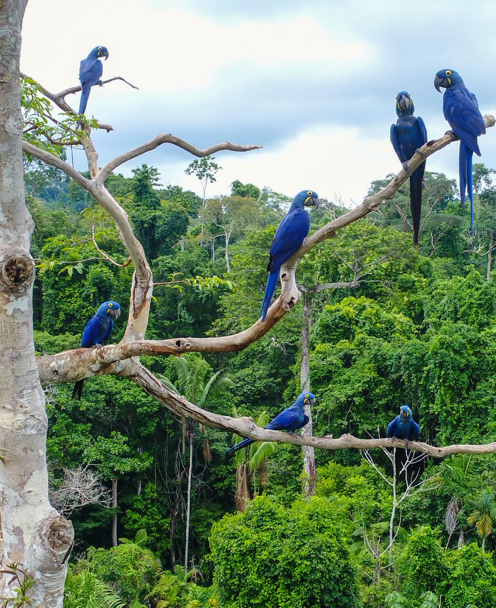 SoEarthen's tweet image. Brazilian Amazon  #Macaws #Canopy