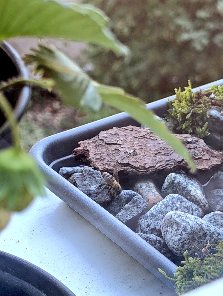 Insektentränke wurde erkannt und wird genutzt.