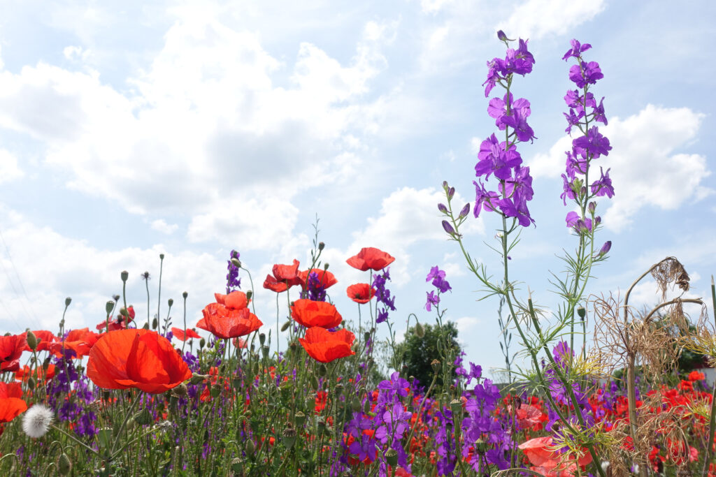 Pollinators are key to food production, but their decline threatens food security. 

Integrated Pest Management offers a sustainable, targeted approach to pest control, protecting pollinators while managing pests.

Learn more 🐝 ow.ly/tr0g50VQ9Hc