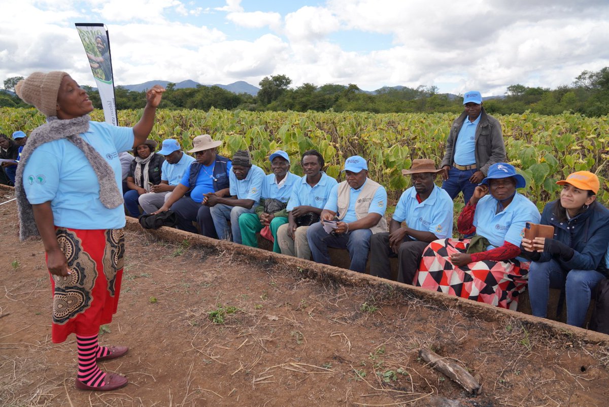 faosfsafrica's tweet photo. 🔎 Deep dive into the #ZEFPP project! @FAO Senior Regional Resilience Officer, Priya Gujadhur is observing the progress of crop breeding & sunflowet seed multiplication efforts at @FAO, #CBI, Government, & @AfDB_Group supported Mushandike Irrigation Scheme. #PlantTreaty https://t.co/OLvJJX12ad
