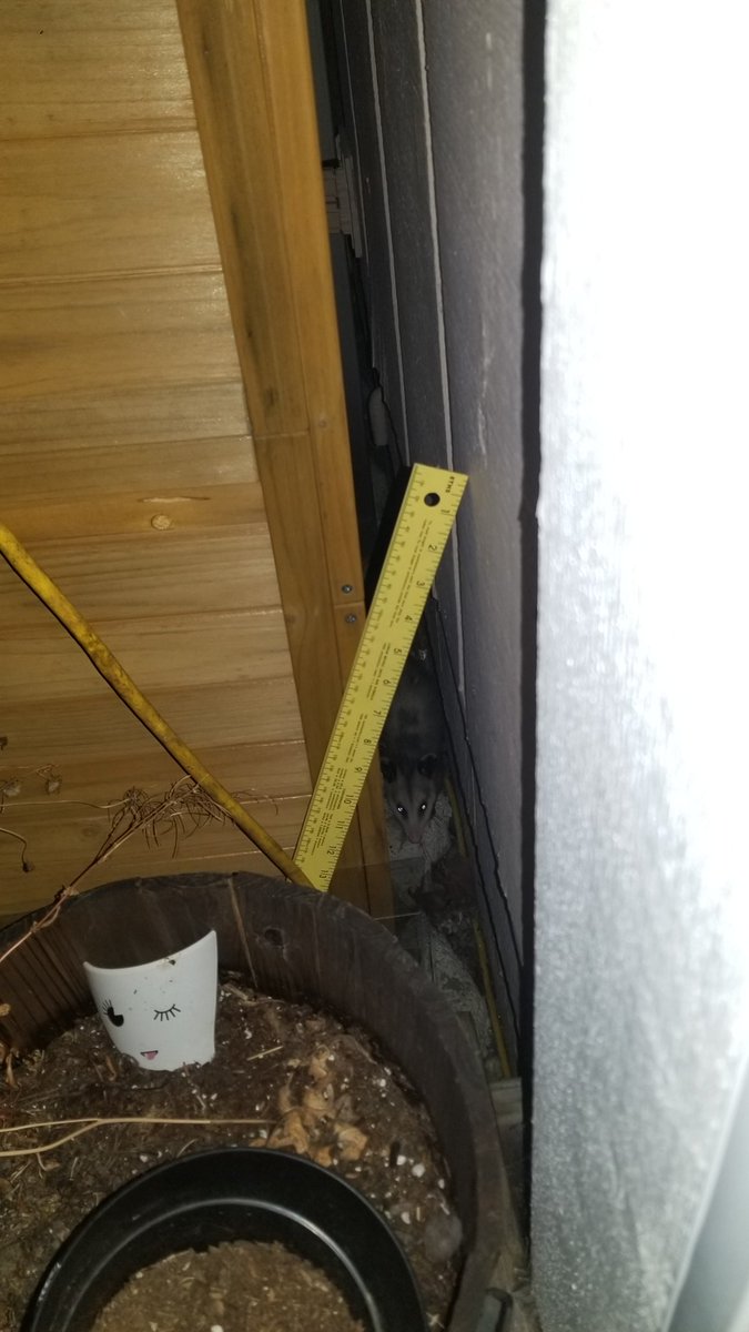 Possumeveryhour.io (@possumeveryhour) on Twitter photo 