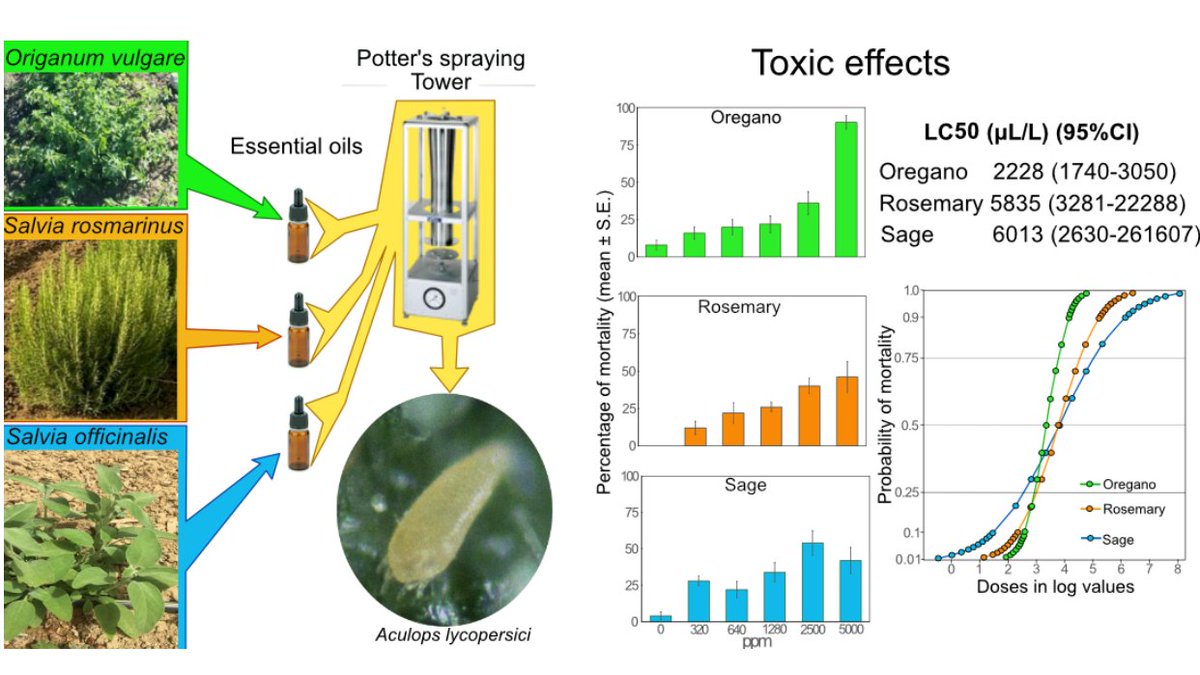 Plants_MDPI's tweet image. 🌿 New research published:

"Toxicity of #EssentialOils of Origanum vulgare, Salvia rosmarinus, and Salvia officinalis Against Aculops lycopersici" by Thomas Giordano et al.

🔗 Access the full article here: brnw.ch/21wSHxV

#PestManagement #SustainableAgriculture