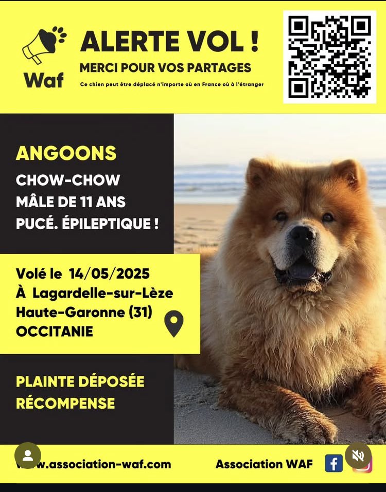 CarineGalli's tweet image. 🚨 🚨 Chow-chow volé ! Il a absolument besoin de son traitement sinon il va mourrir