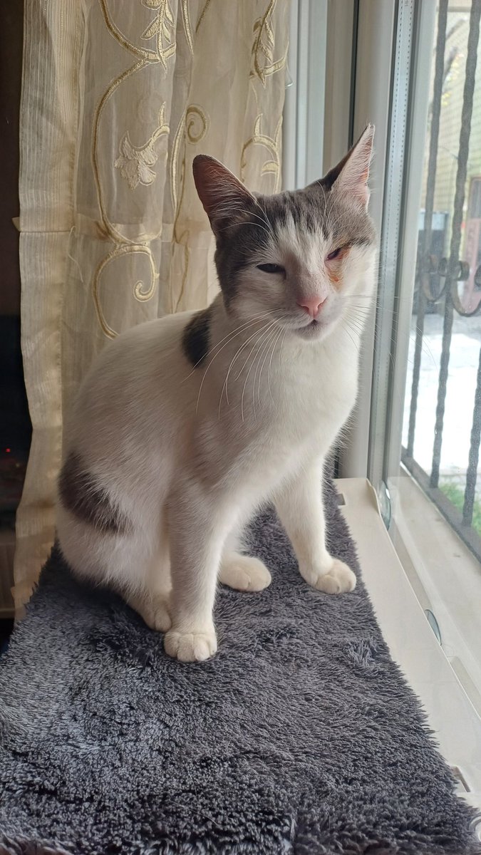 caaceyli's tweet photo. Selam ben Suzan Küçükgöt. Bugün çiplendim, aşılandım, biraz korktum ama çok usluydum. Gözüm de düzeliyo annem yeni ilaçlar aldı. Şimdi biraz uyuycam by. https://t.co/1HLKJVcUIX