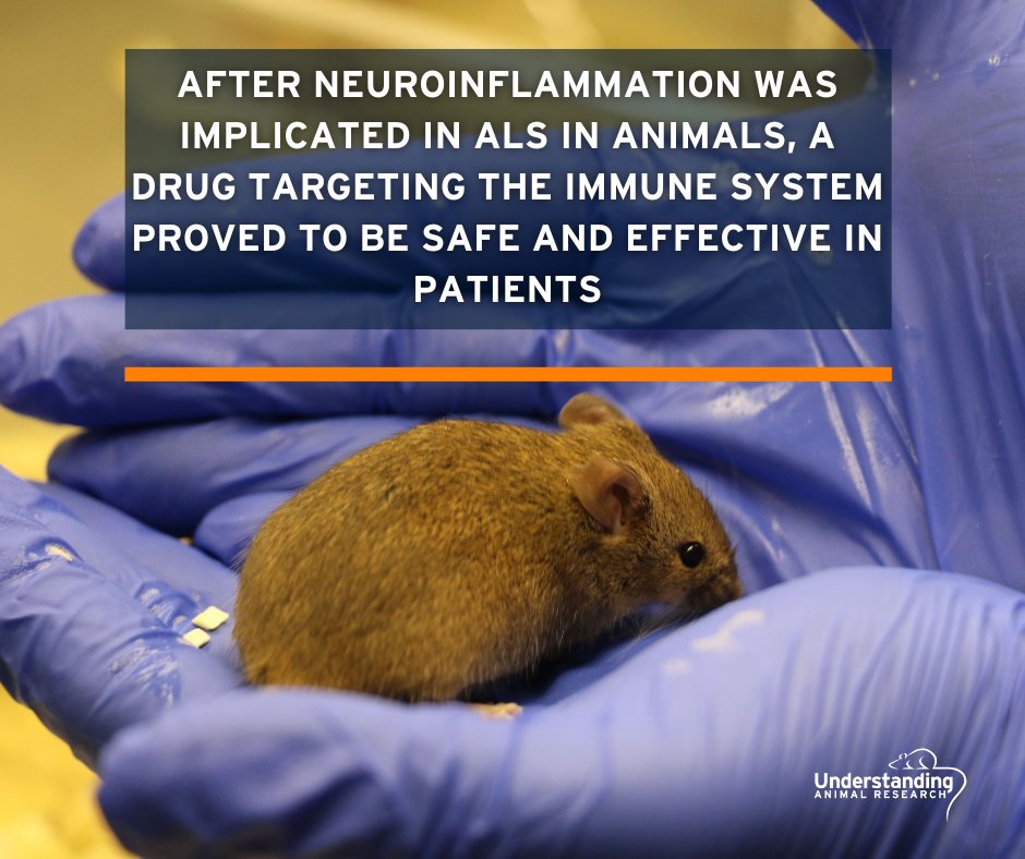 After research in #animals, scientists from King’s college have found that low-dose interleukin-2, a molecule known to regulate the immune system in humans, is both safe and effective for use on people with ALS. 
#AnimalResearch #AnimalTesting