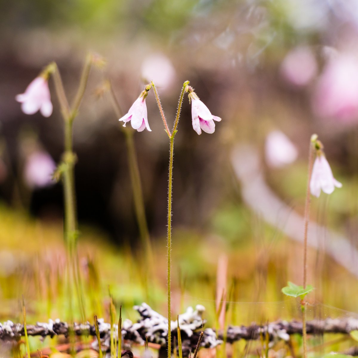 This #EndangeredSpeciesDay, we’re celebrating the Twinflower🌸

Twinflowers are so fragmented that natural pollination can no longer occur. We're working hard to bring genetically diverse patches of the plants closer together.

Learn more 👉 loom.ly/GVjbEUk

📷: mps197