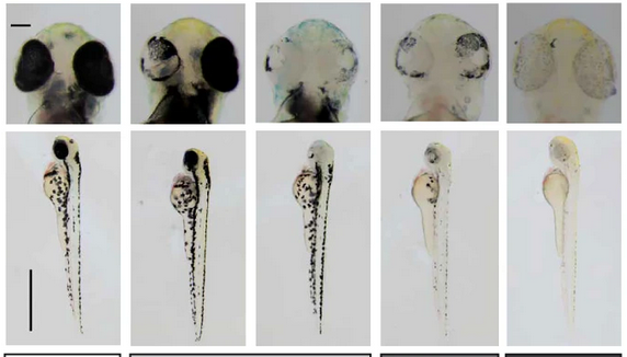 IPBLN-CSIC (@ipbln_csic) on Twitter photo 🎉¡Enhorabuena al equipo de investigación <a href="/crisprscan/">Moreno-Mateos Lab</a> del <a href="/CABD_UPO_CSIC/">Centro Andaluz de Biología del Desarrollo</a> por la publicación sobre esta nueva herramienta de edición genética aplicada a la salud! 🧬
#PERTESalud #PlanComplementario #AndaluciaBiotecSalud
Lee la noticia completa en 👉andaluciabiotec.csic.es/que-es-la-biot… 🎉¡Enhorabuena al equipo de investigación <a href="/crisprscan/">Moreno-Mateos Lab</a> del <a href="/CABD_UPO_CSIC/">Centro Andaluz de Biología del Desarrollo</a> por la publicación sobre esta nueva herramienta de edición genética aplicada a la salud! 🧬
#PERTESalud #PlanComplementario #AndaluciaBiotecSalud
Lee la noticia completa en 👉andaluciabiotec.csic.es/que-es-la-biot…