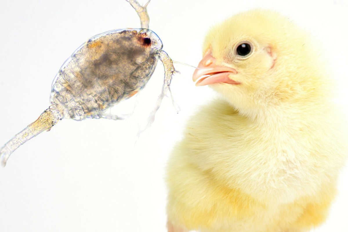 A new research project is exploring Artemeal, a novel protein product, as a promising alternative in broiler nutrition.

Take a look at our website and discover how this ingredient compares to traditional fishmeal!
💡 ow.ly/UunN50VTKNf

#Research #Fishmeal #Artemeal